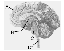 Parts of nervous system