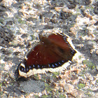 Mourning Cloak