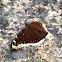 Mourning Cloak