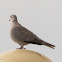 Collared Dove; Tórtola Turca