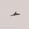 Crag Martin; Avión Roquero