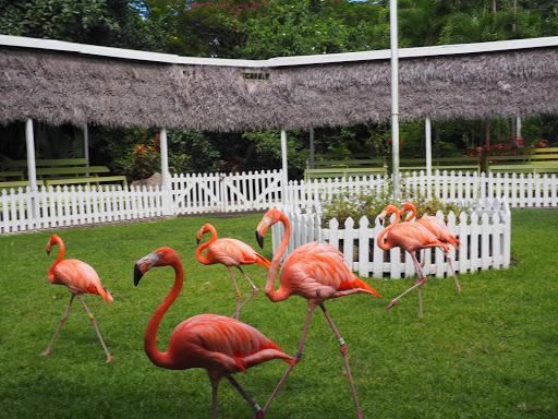 P9210126.JPG - More flamingos marching.