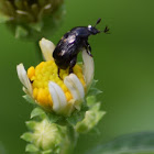 Pygmy Chafer