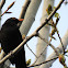 Eurasian Blackbird