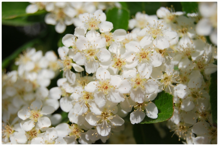 Bianco Floreale di federicoalbicocco