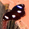 Great Eggfly