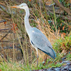 Grey Heron