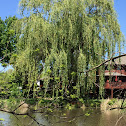 Weeping willow tree