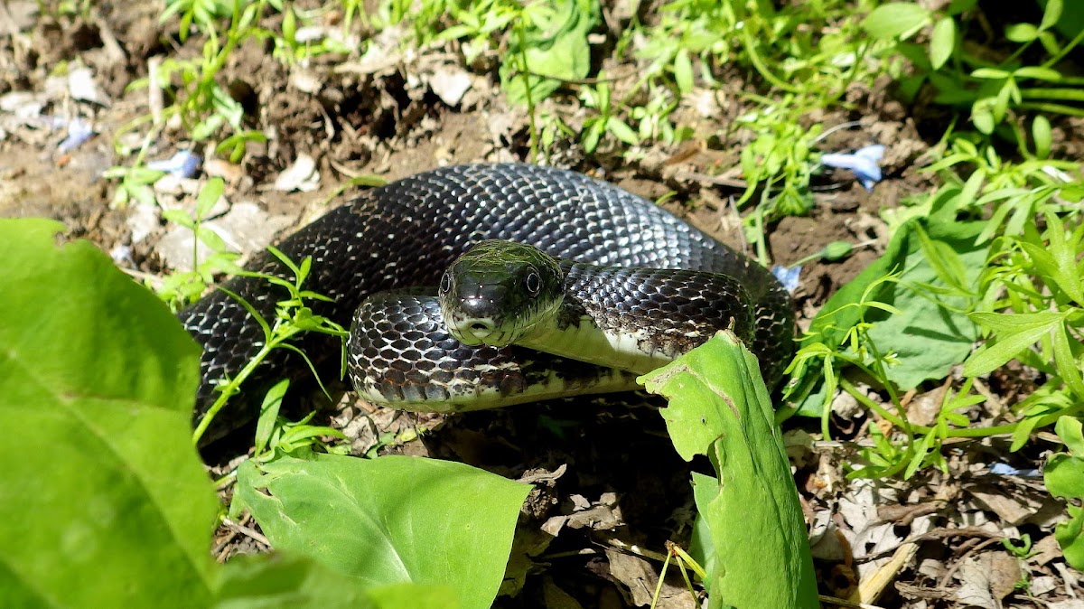 Eastern Ratsnake