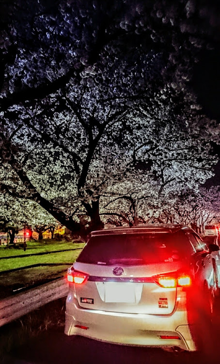 ウィッシュの桜と愛車・桜とコラボ・桜・写真好きな人と繋がりたい・車好きと繋がりたいに関するカスタム事例の投稿画像3枚目