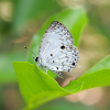 Malayan Pied Blue