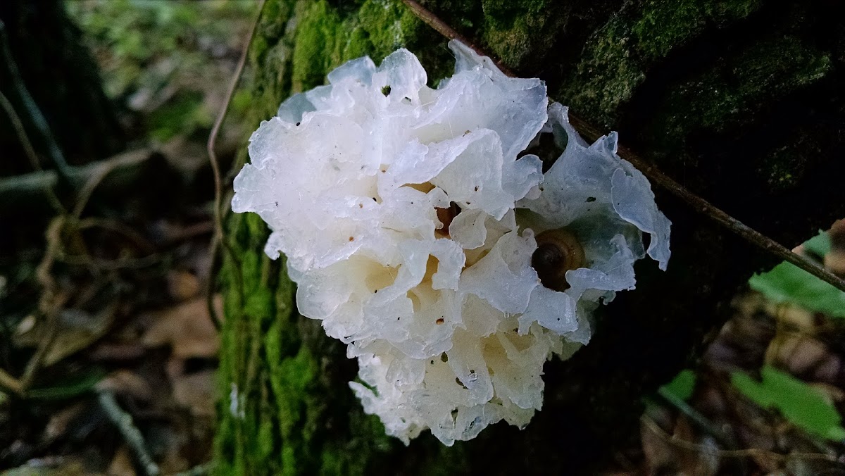 Snow Fungus