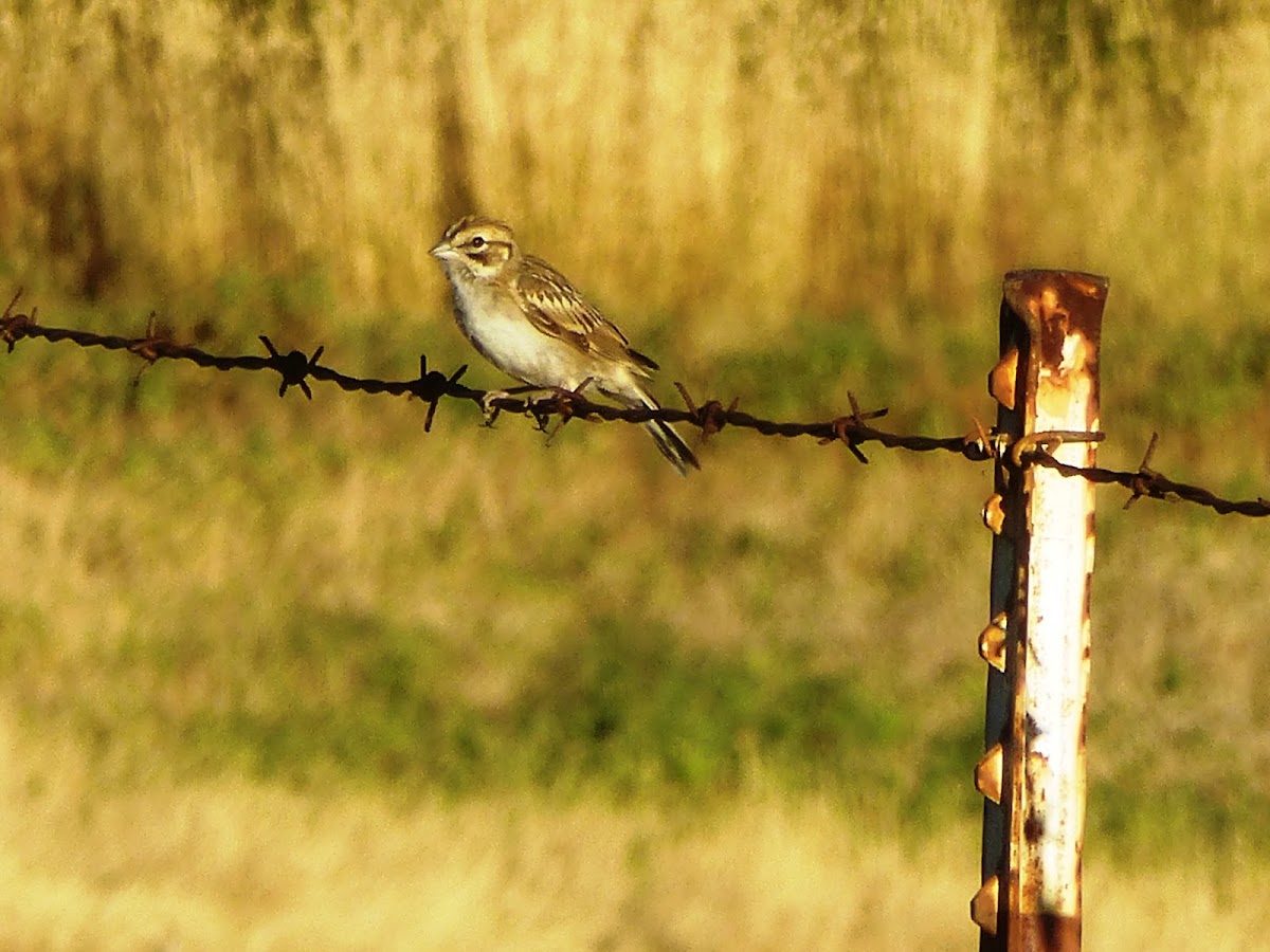 Lark sparrow