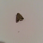 Big Brown Moth