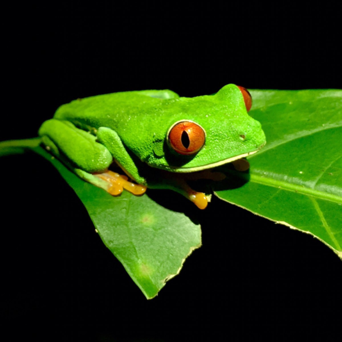 Red-eyed tree frog