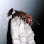 Brown Paper Wasp