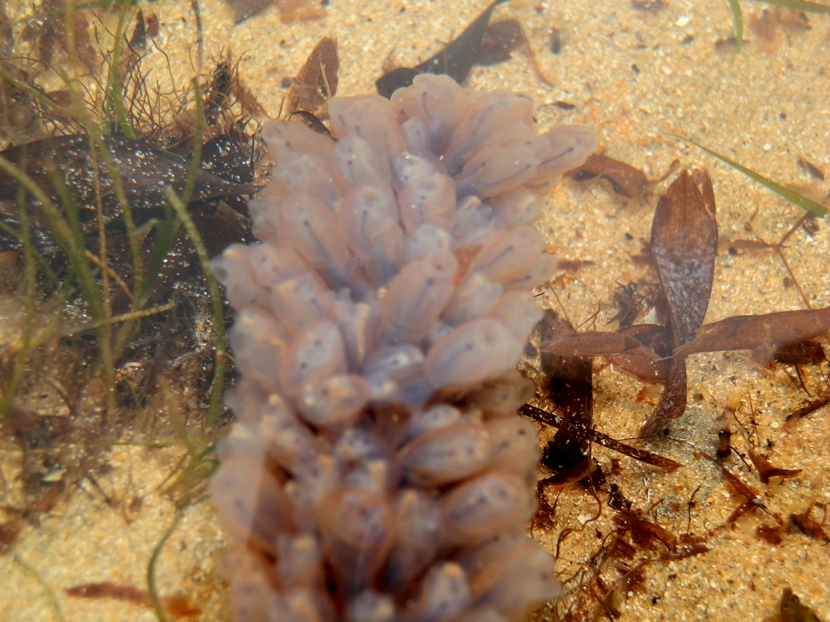 Stalked Ascidian