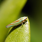 Rhododendron leafhopper