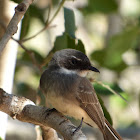 Northern Fantail