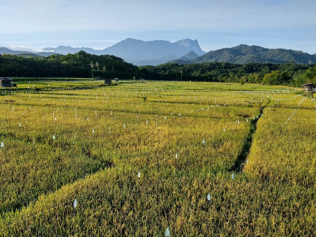 Tegudon Tourism Village Paddy Field