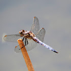 Keeled Skimmer