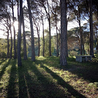 Oltre gli alberi.  di 