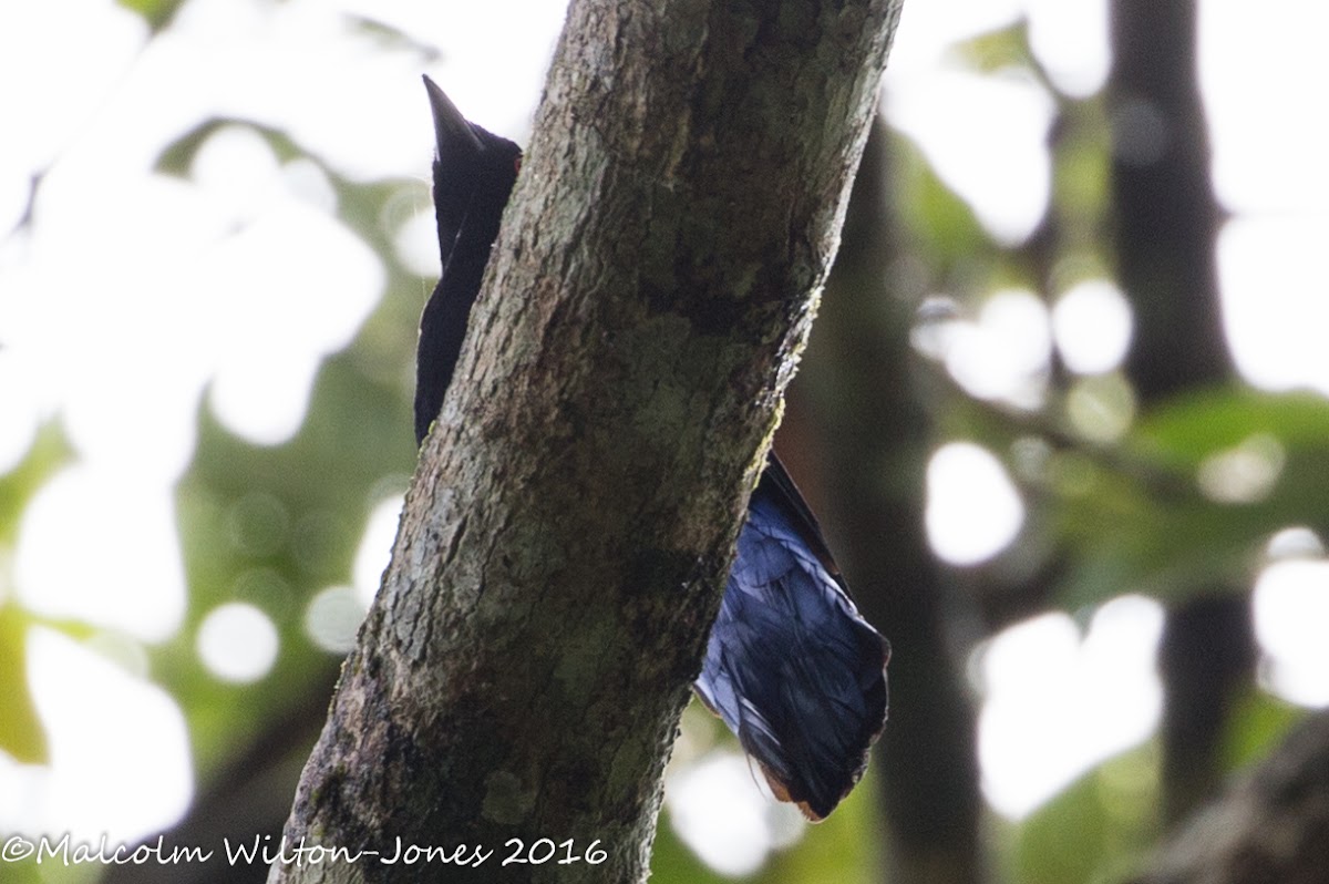 Asian Glossy Starling