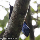 Asian Glossy Starling