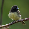 Baiano(Yellow-bellied Seedeater)