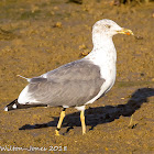 Yellow-legged Gull; Gaviota Patiamarilla