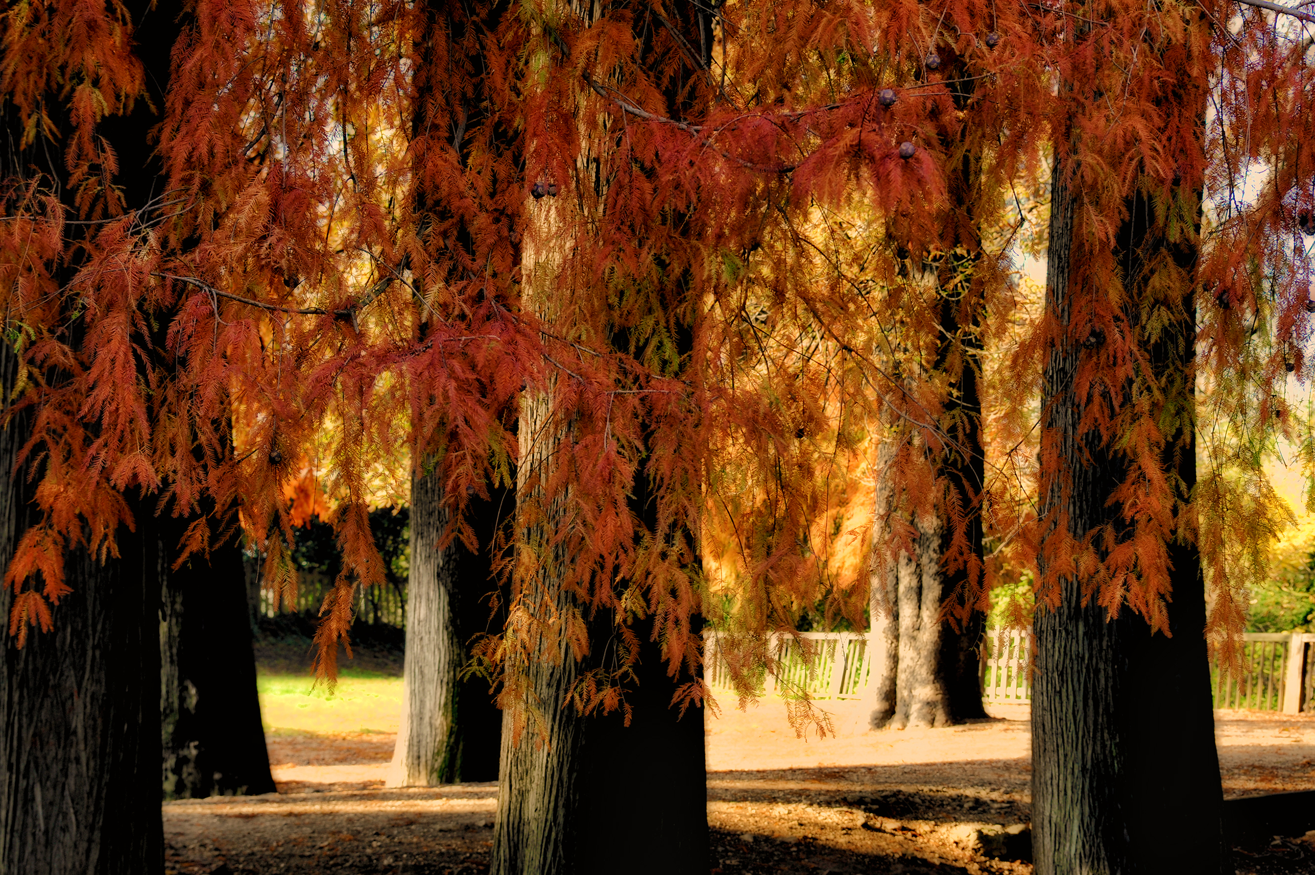 Taxodium di Cigo