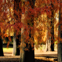 Taxodium di Cigo