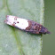 Walker's Epinotia