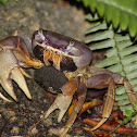 blue land crab