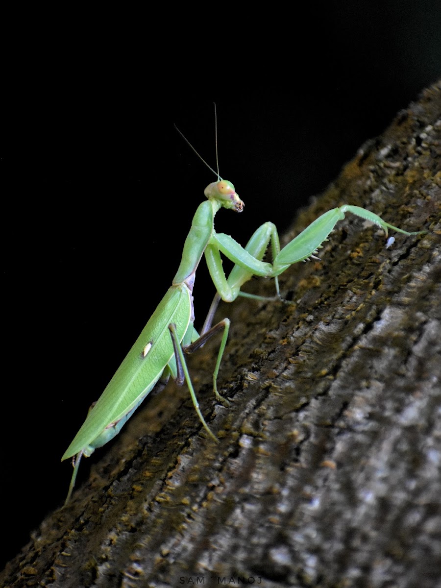 Giant Asian Mantis ♀