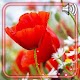 Summer Poppy Live Wallpaper Download on Windows