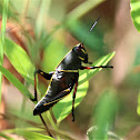 Eastern Lubber Grasshopper