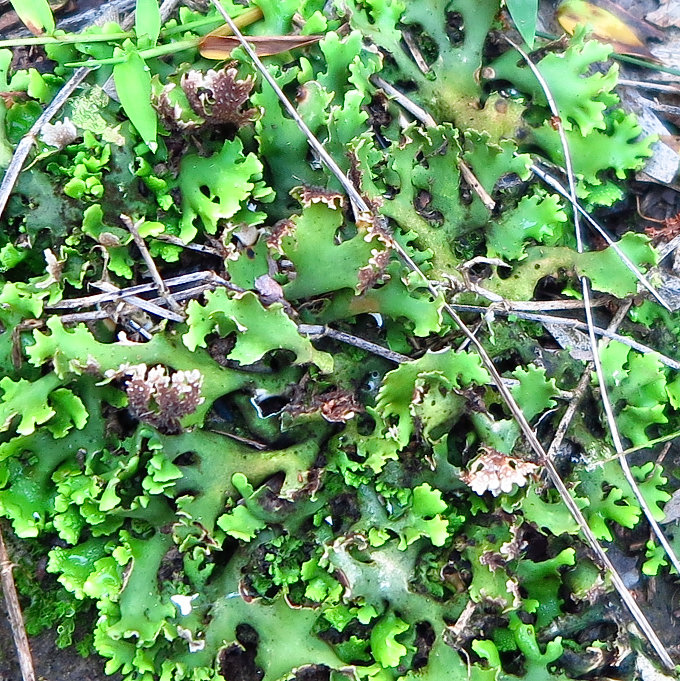 Pseudocyphellaria sp. Lichen