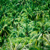 GIARDINO TROPICALE DI PALME di 