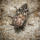 Sculptered Pine Borer