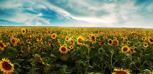 Tải Hình Nền Động Hoa Hướng Dương Cho Máy Tính Pc Windows Phiên Bản Mới  Nhất - Appswallpaper.Lwp.Wallpapersunflower