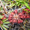 Pink Sundew