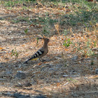 Eurasian hoopoe