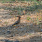 Eurasian hoopoe