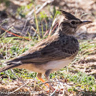 Crested Lark