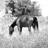 Furia cavallo Sardo di 