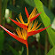 False bird-of-paradise