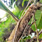 Tussock moth Caterpillar