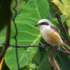 Philippine Brown Shrike