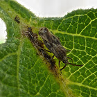 Lantana Lace Bug